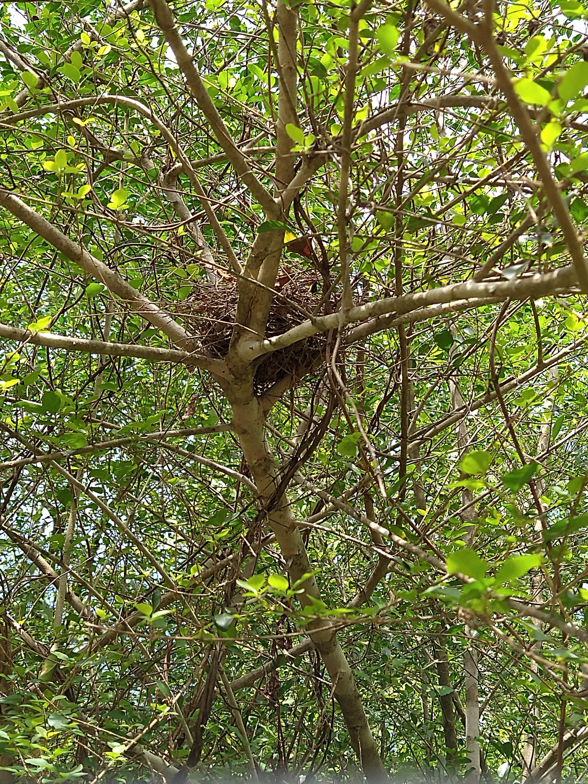 nesting-double-spirals